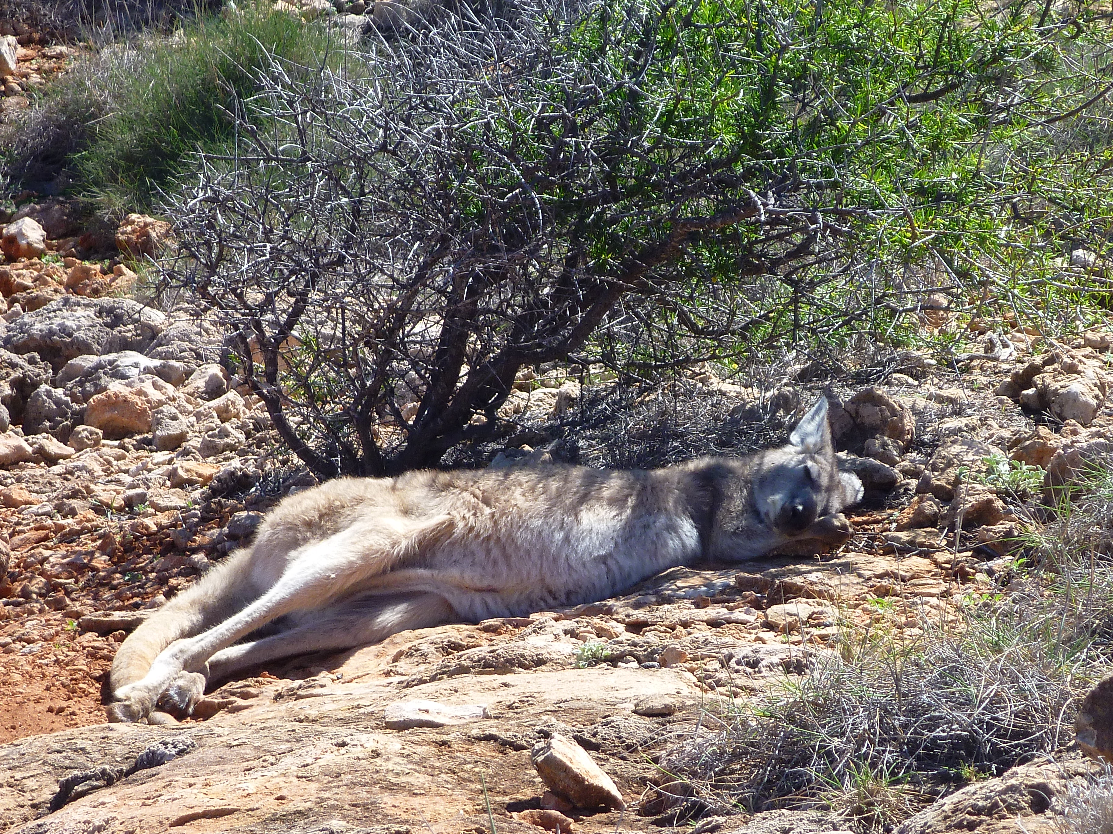 sieste kangourou