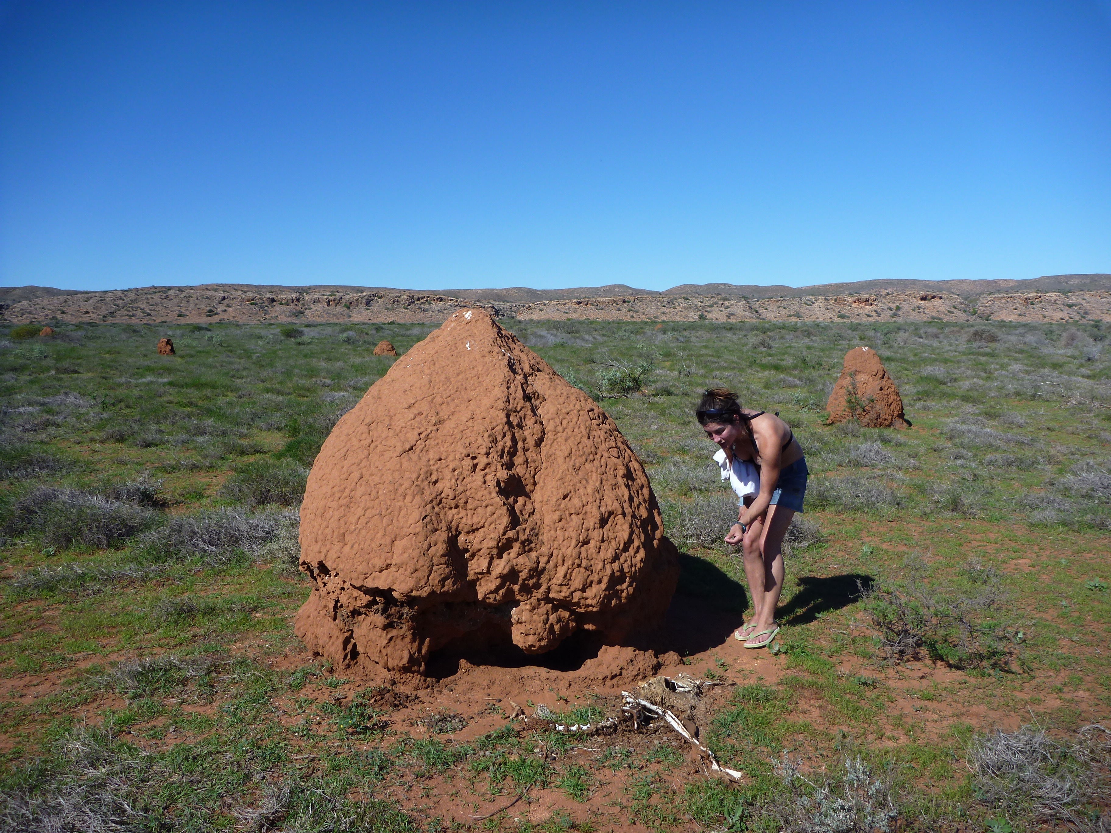 termitière dead kangoroo australie de l'ouest