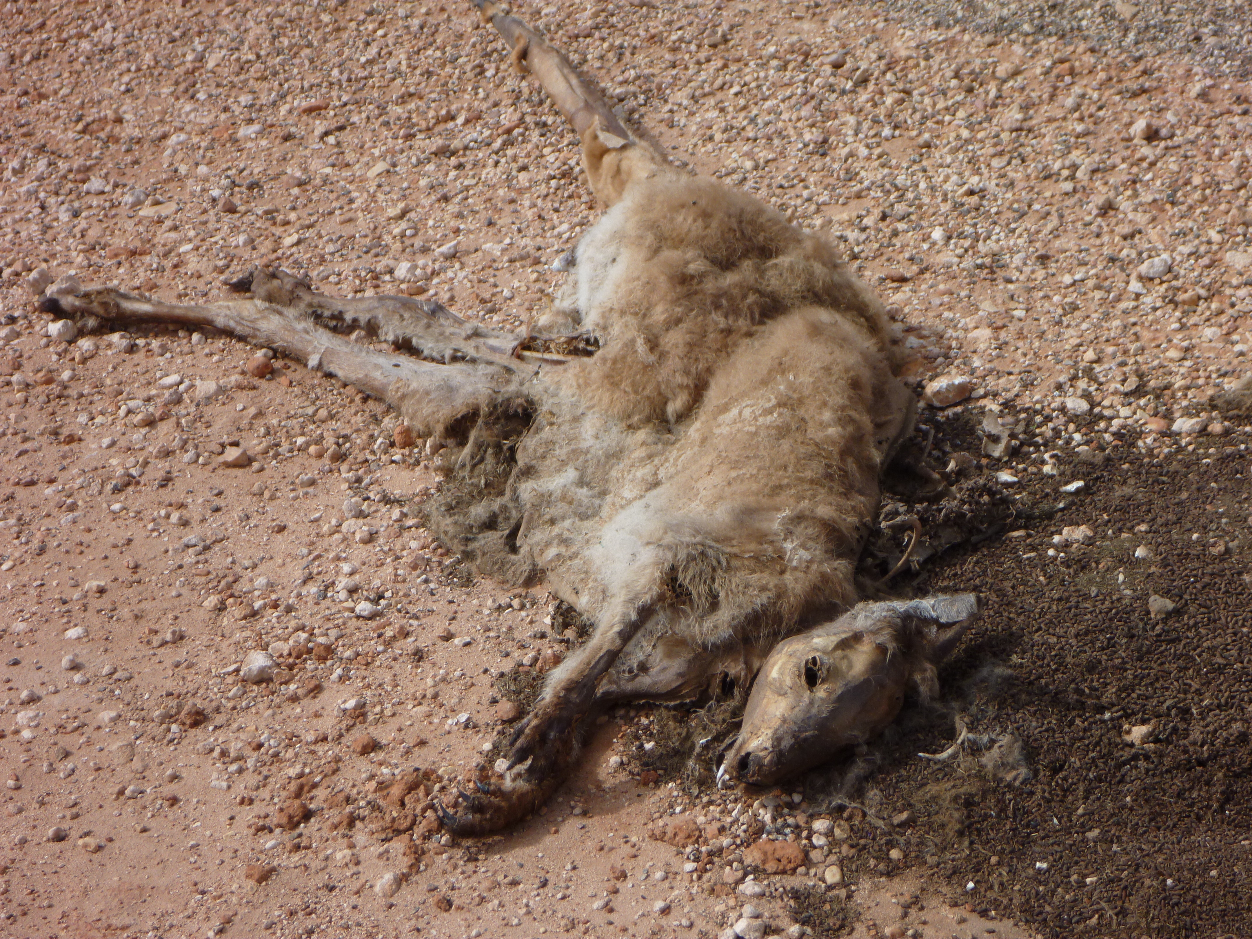 kangourous mort australie de l'ouest