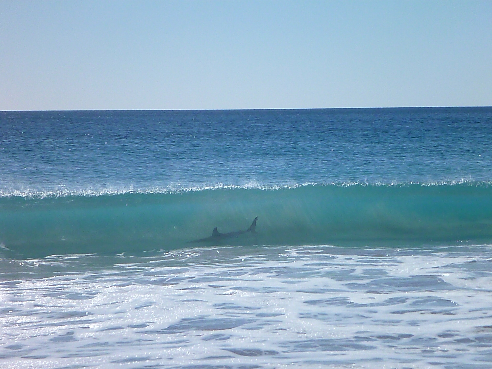 vue d une requin a travers une vague