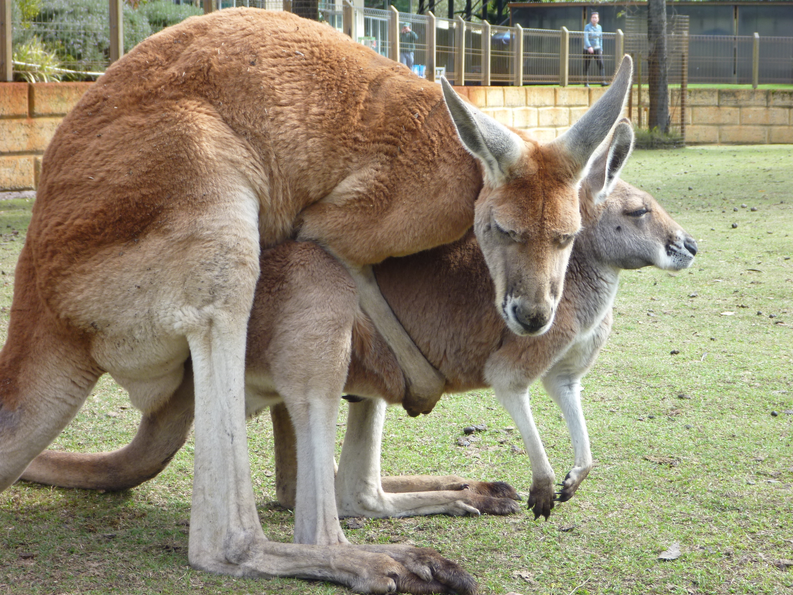 kangoroos fucking