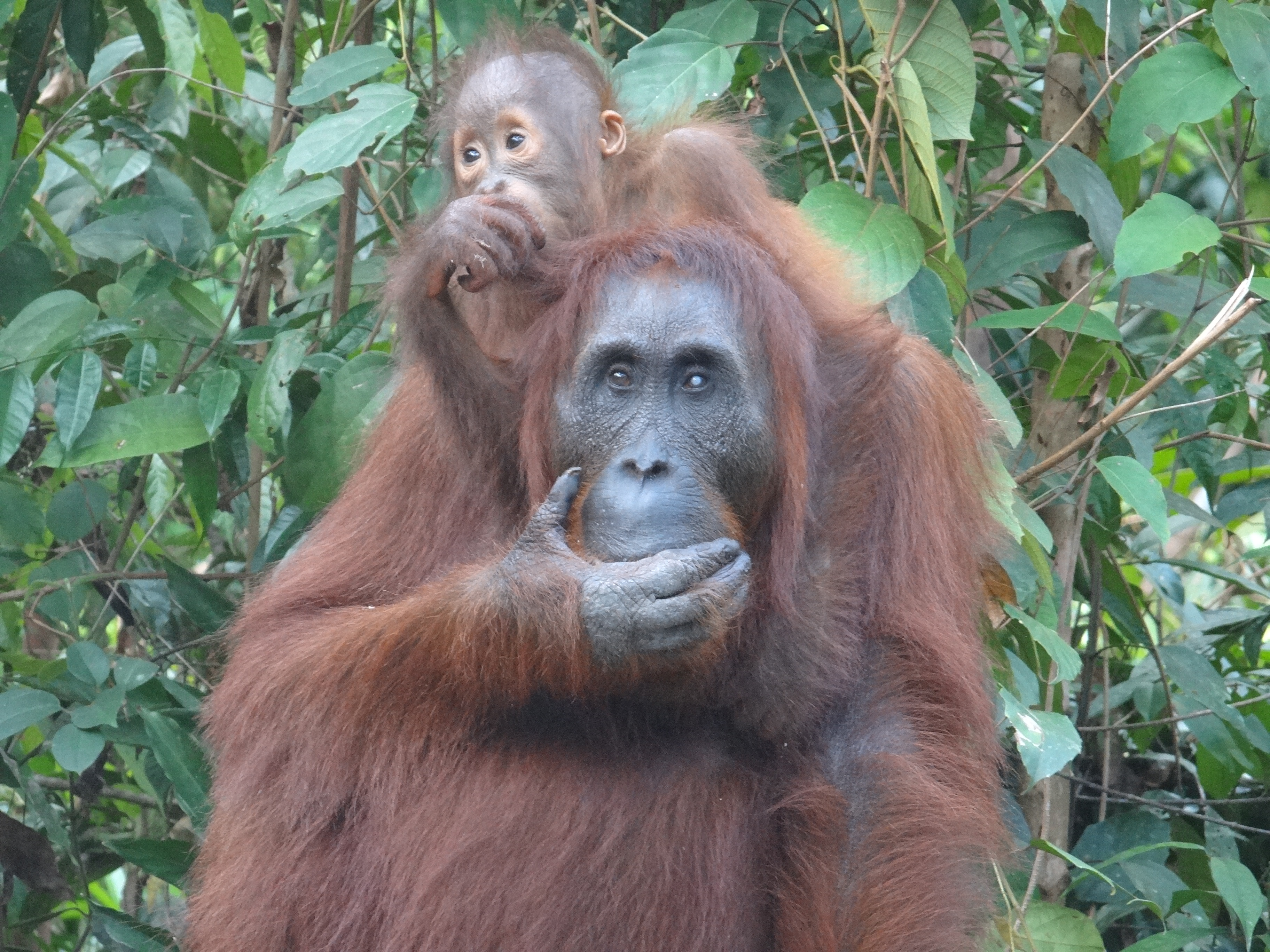 femelle orang-outan et son bébé