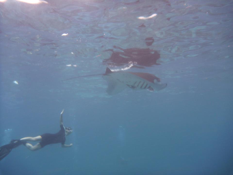snorkelling raie manta Bali