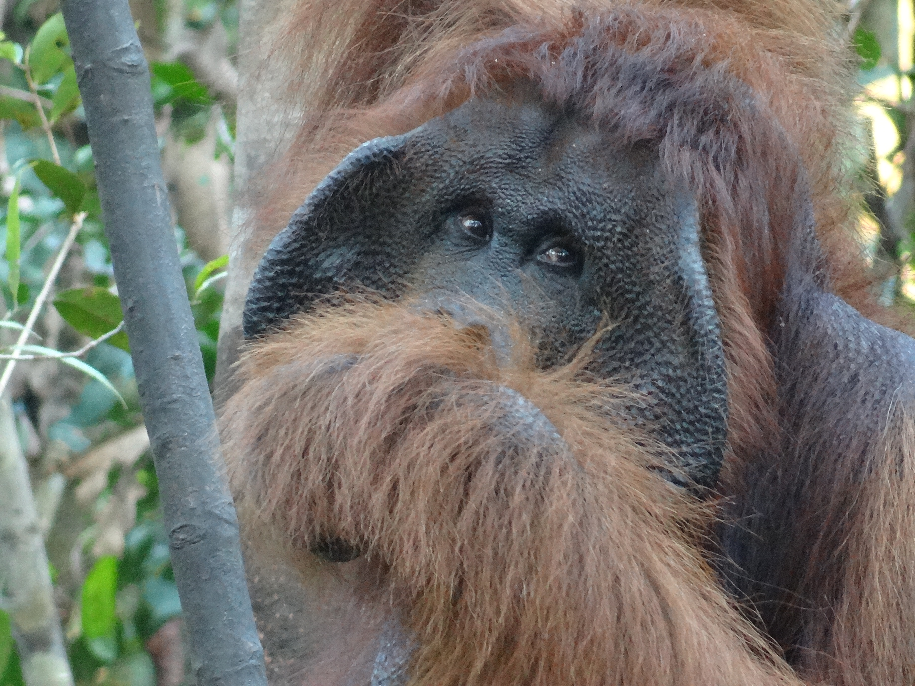 mâle dominant orang-outan tajung putin national park kalimantan